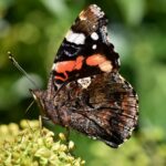 red admiral, butterfly, insect-8256419.jpg