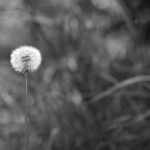 Close-up shot of a dandelion in a monochrome outdoor setting, highlighting its delicate seeds.